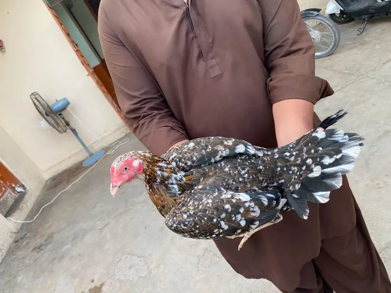 pair ha eggs per ha — photo 2