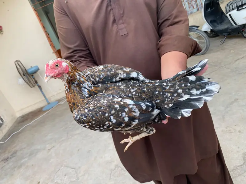 pair ha eggs per ha — photo 3