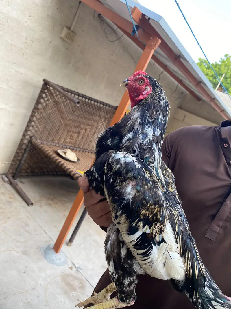 pair ha eggs per ha — photo 4