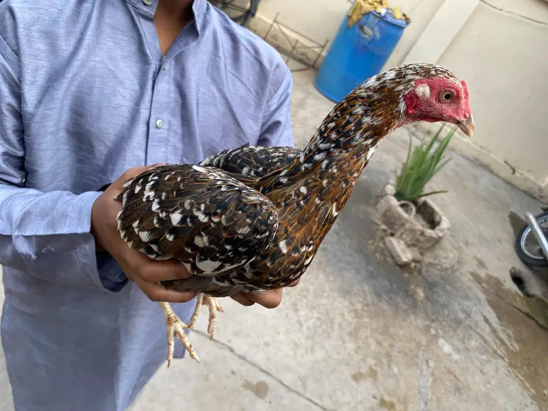 pair ha eggs per ha — photo 5