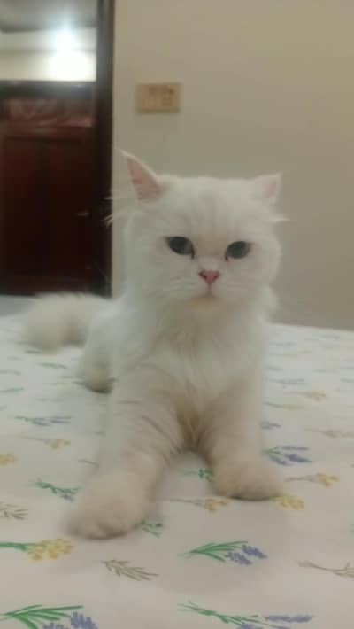 Beautiful and Active Persian Cat for Sale