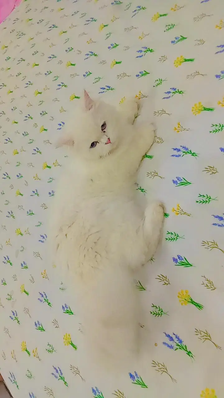 Beautiful and Active Persian Cat for Sale — photo 2