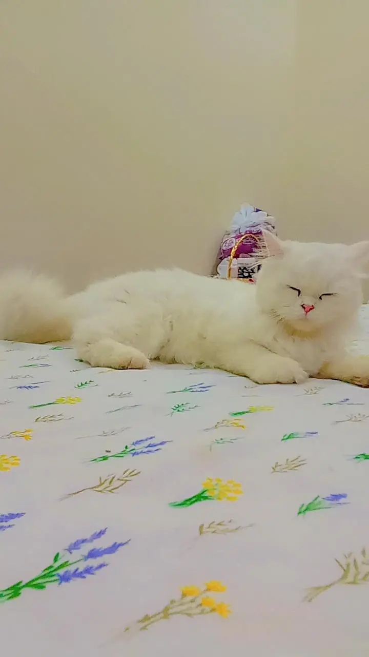Beautiful and Active Persian Cat for Sale — photo 3