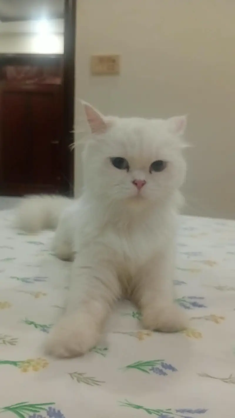 Beautiful and Active Persian Cat for Sale — photo 4