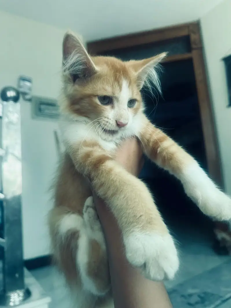 Beautiful Orange & White Cats for Sale  — photo 4