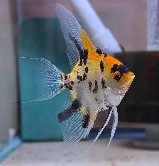 fish and aquarium wholesale price 03268301979 — photo 4