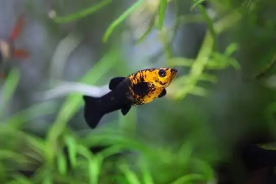 fish and aquarium wholesale price 03268301979 — photo 5