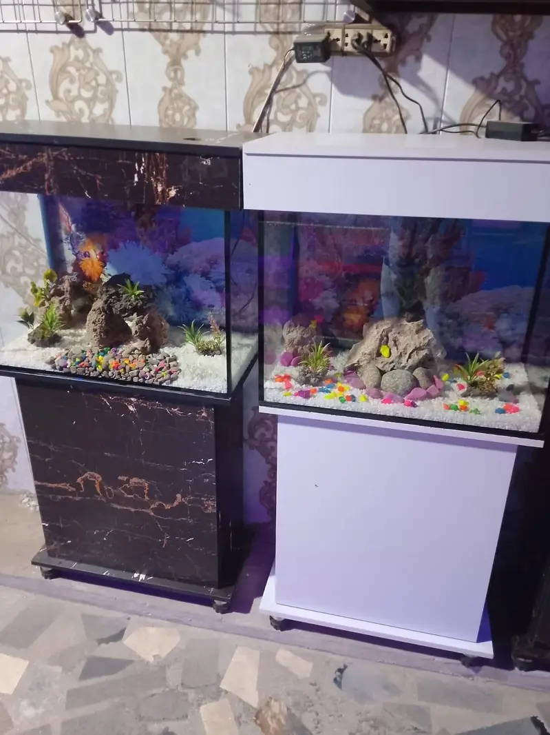 fish and aquarium wholesale price 03268301979 — photo 9