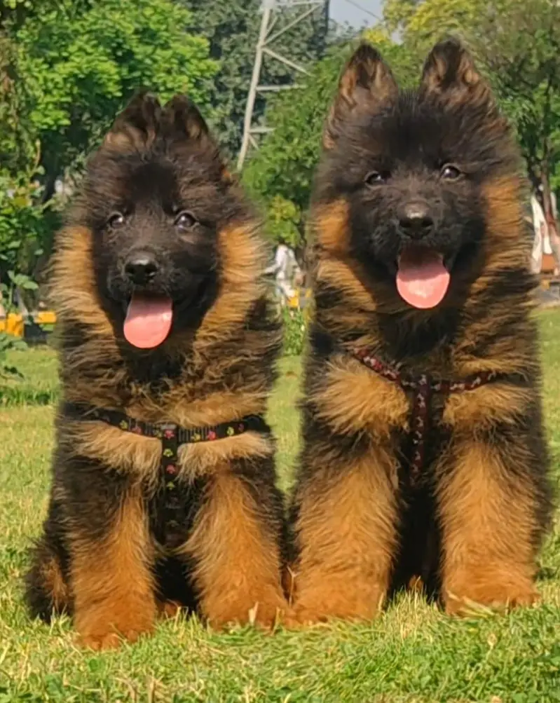 Black mask German shepherd puppies pair age 3 month for sale