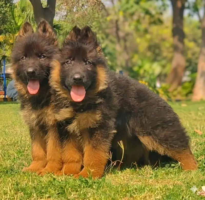 Black mask German shepherd puppies pair age 3 month for sale — photo 2