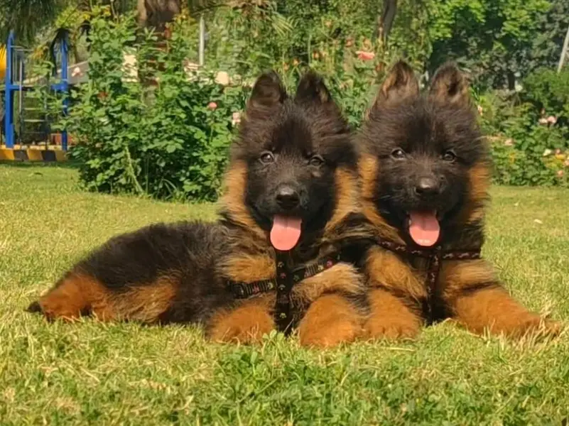 Black mask German shepherd puppies pair age 3 month for sale — photo 3