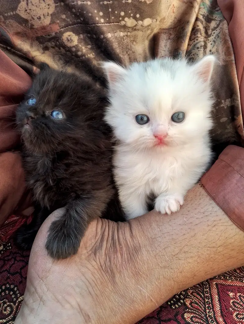 Kandi Gara Pando Monti contact on watsap 03144762823 — photo 7