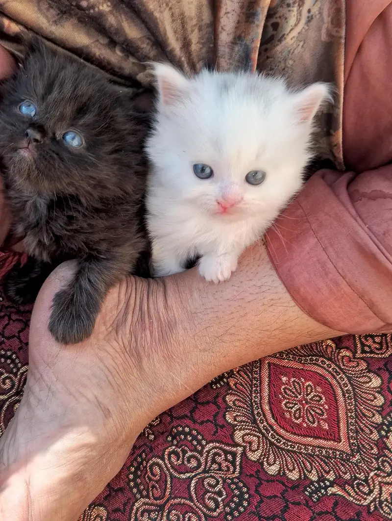 Kandi Gara Pando Monti contact on watsap 03144762823 — photo 8