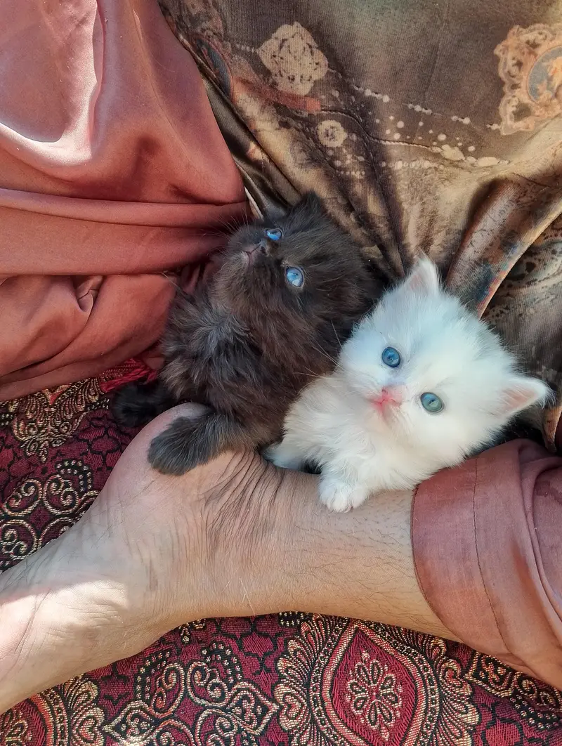 Kandi Gara Pando Monti contact on watsap 03144762823 — photo 9