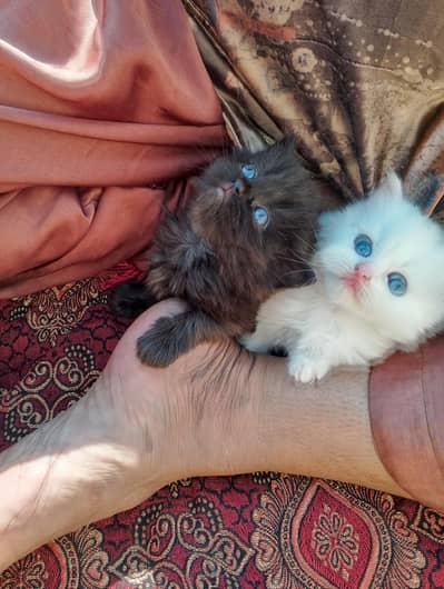 Kandi Gara Pando Monti contact on watsap 03144762823