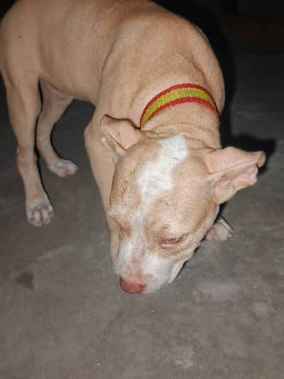 pitbull pappy