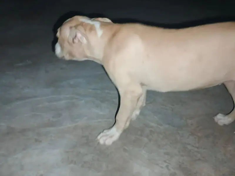 pitbull pappy — photo 2