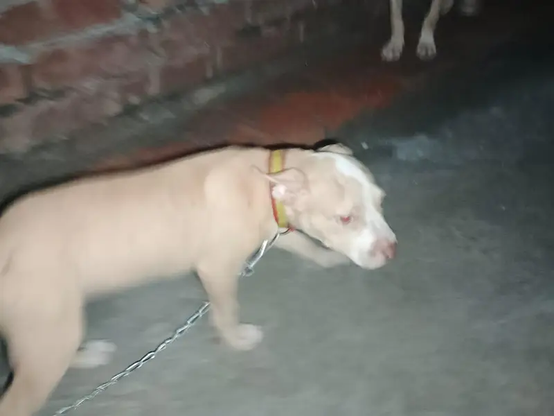 pitbull pappy — photo 3