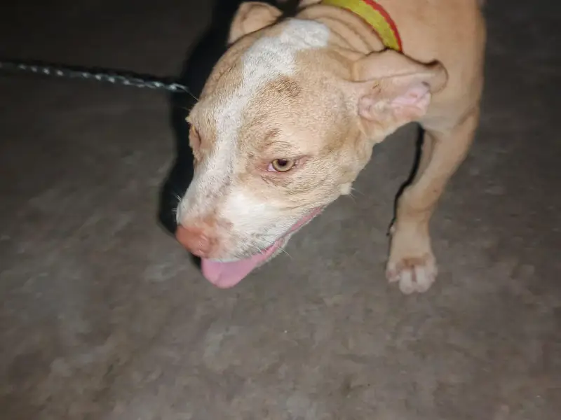 pitbull pappy — photo 4