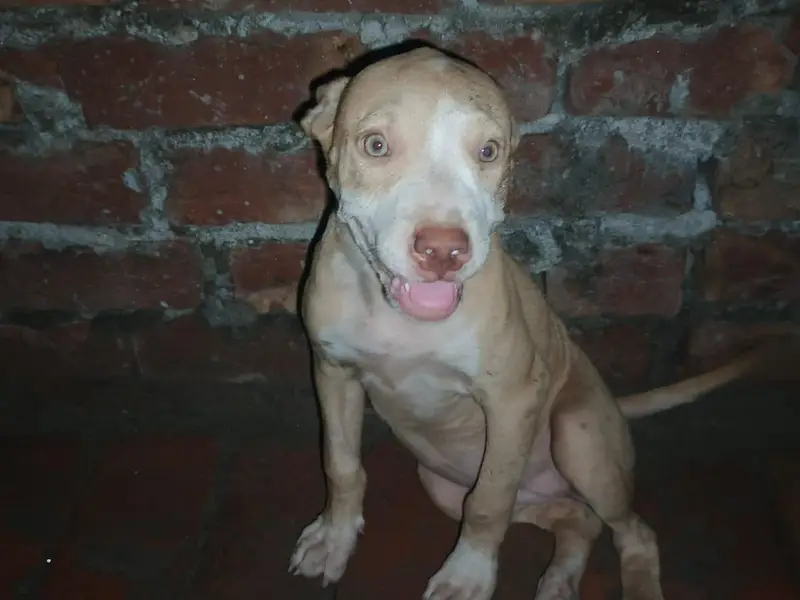 pitbull pappy — photo 5