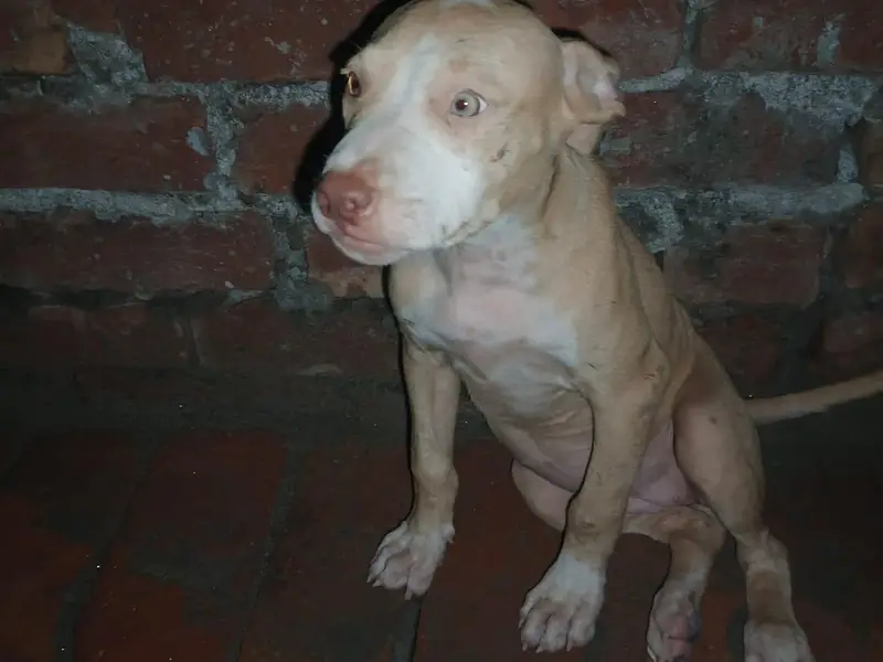 pitbull pappy — photo 6