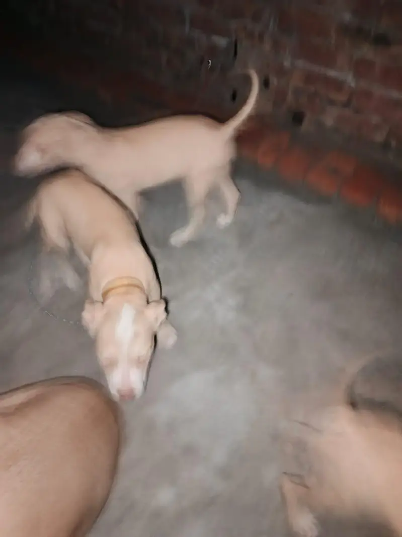 pitbull pappy — photo 7