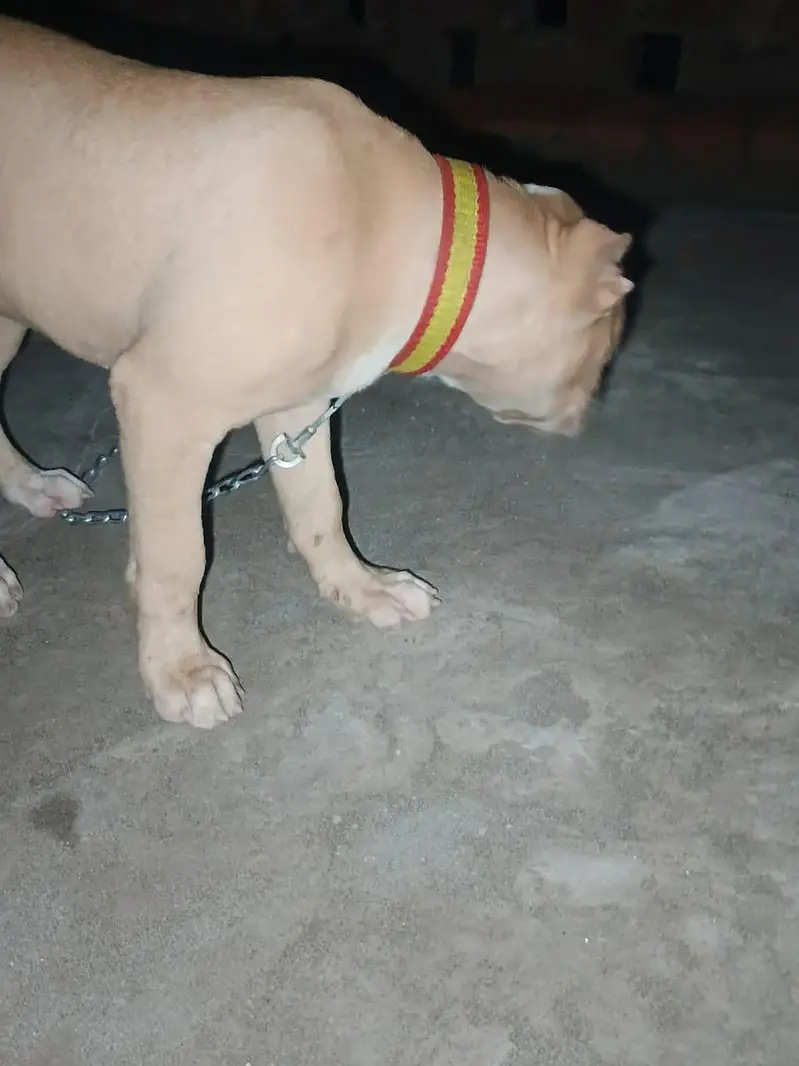 pitbull pappy — photo 8