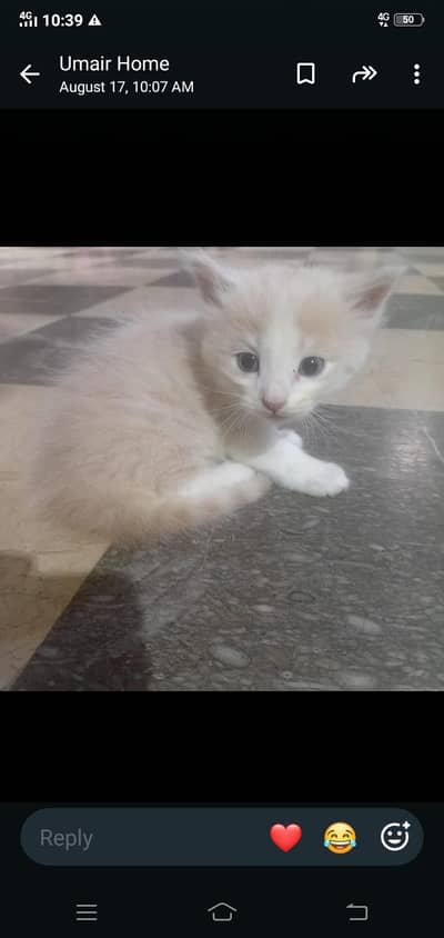 persian