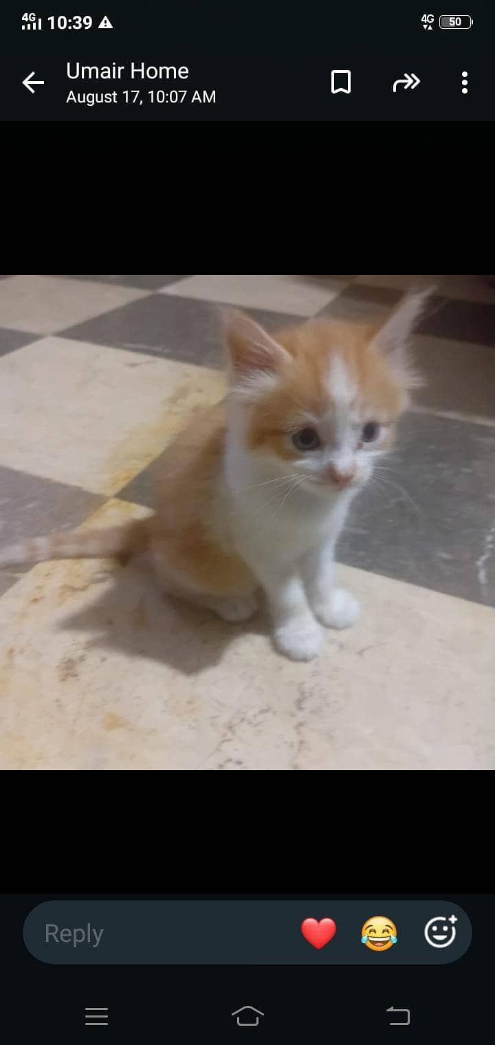 persian 1