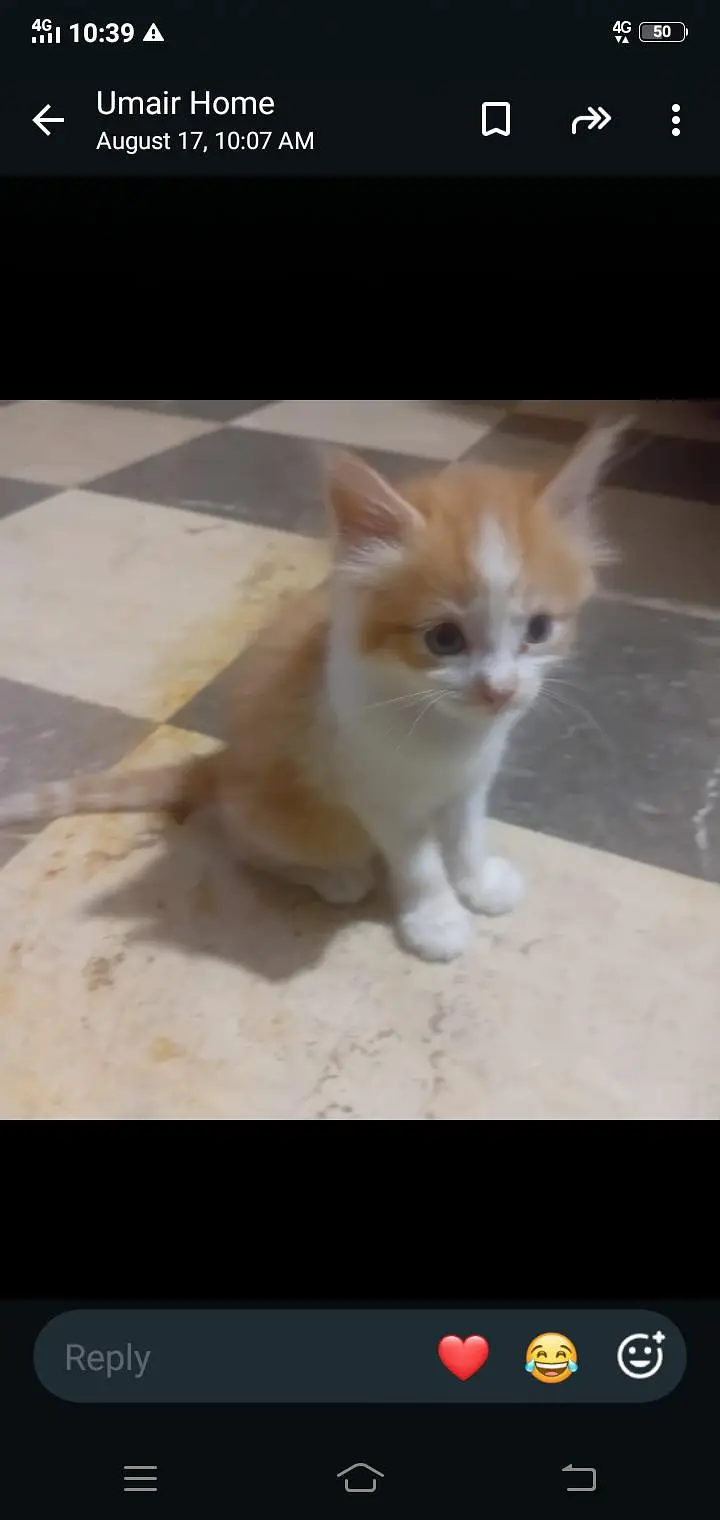 persian — photo 2