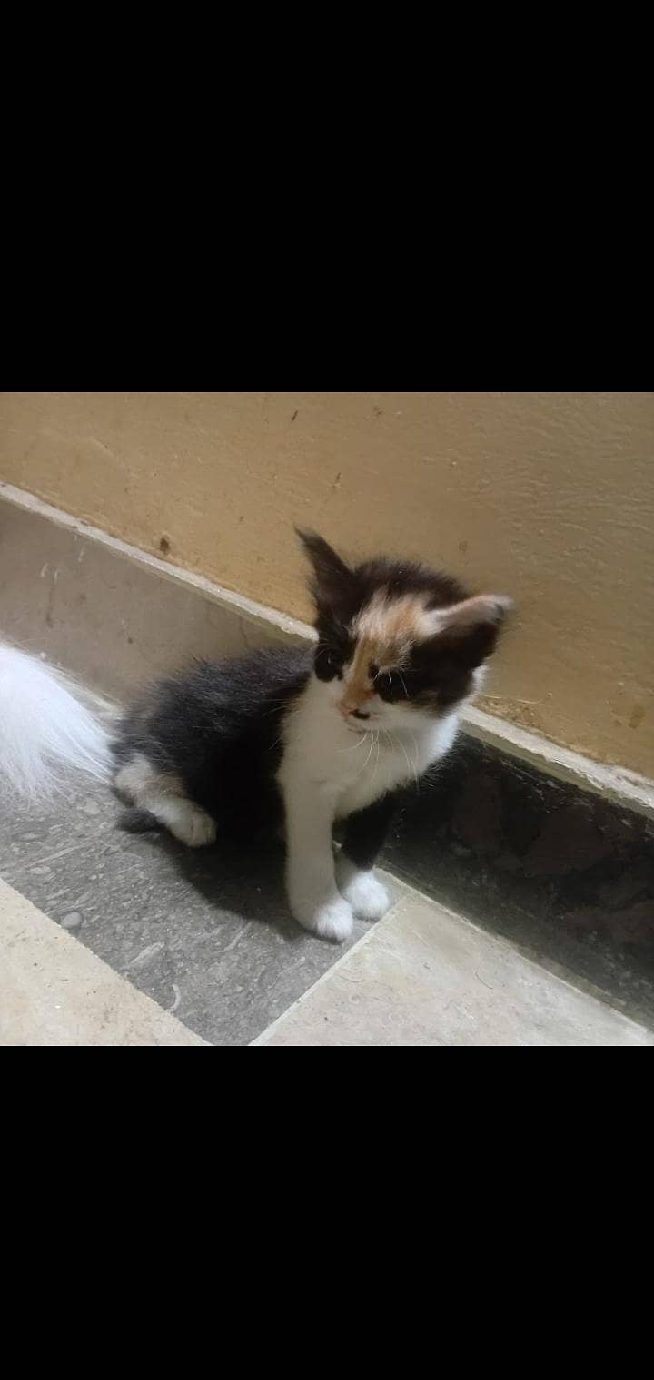 persian 2