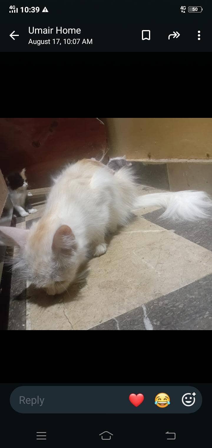 persian 4