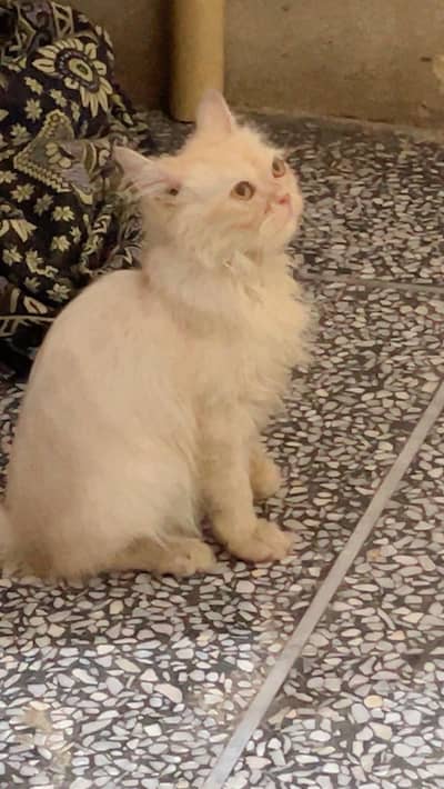 cat for sale