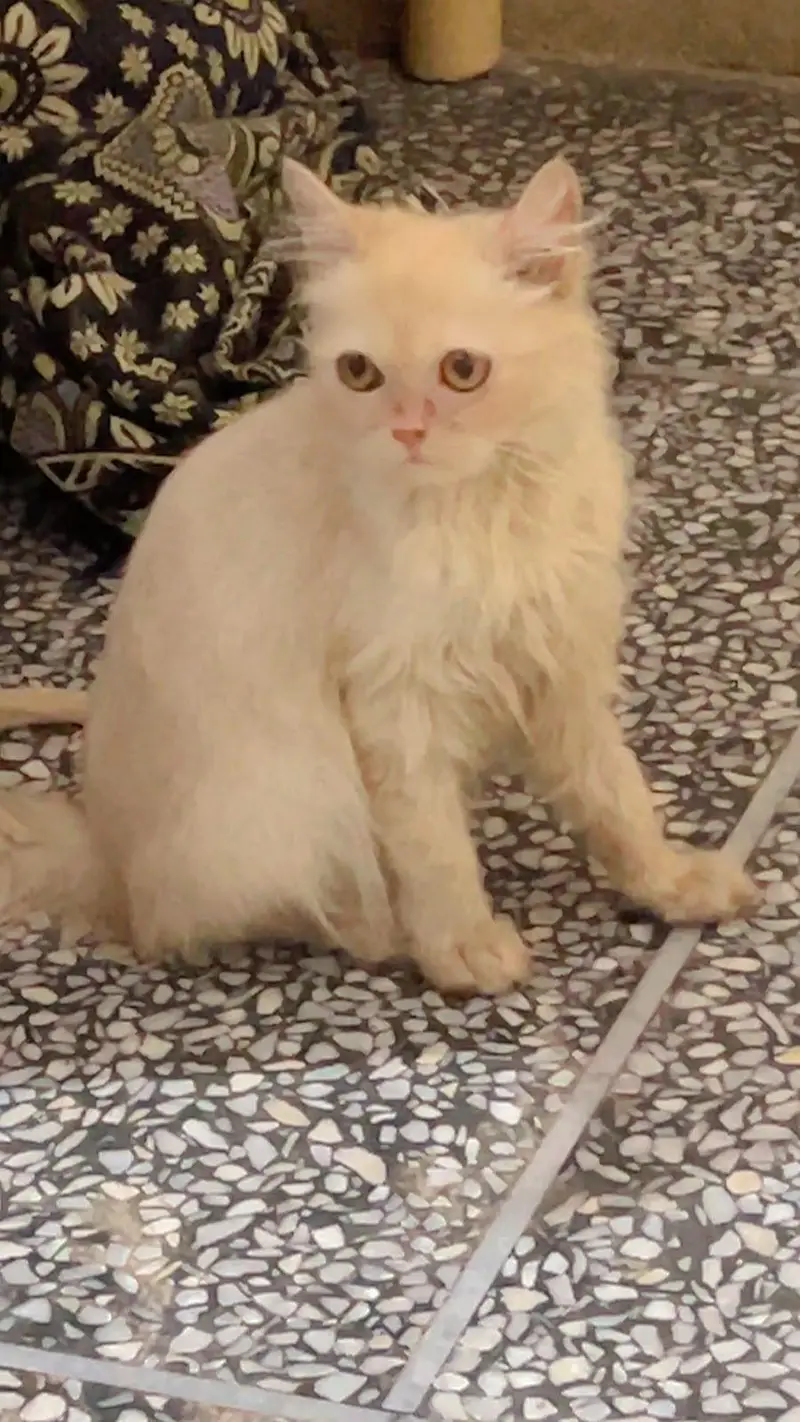 cat for sale — photo 2