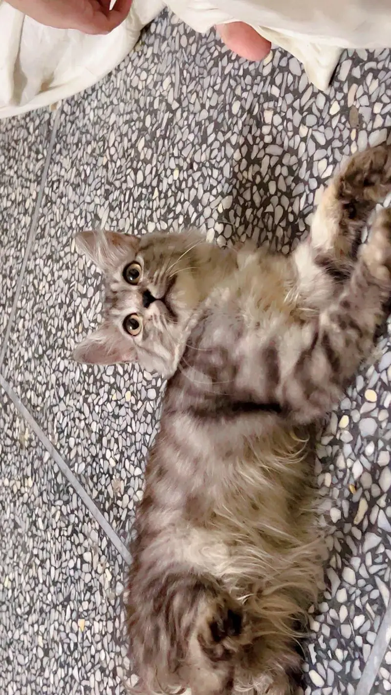 cat for sale — photo 3