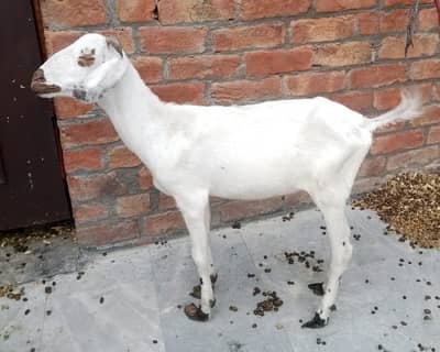 Zero Size teddy khubsurat bakri