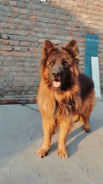 German shepherd vaccinated male