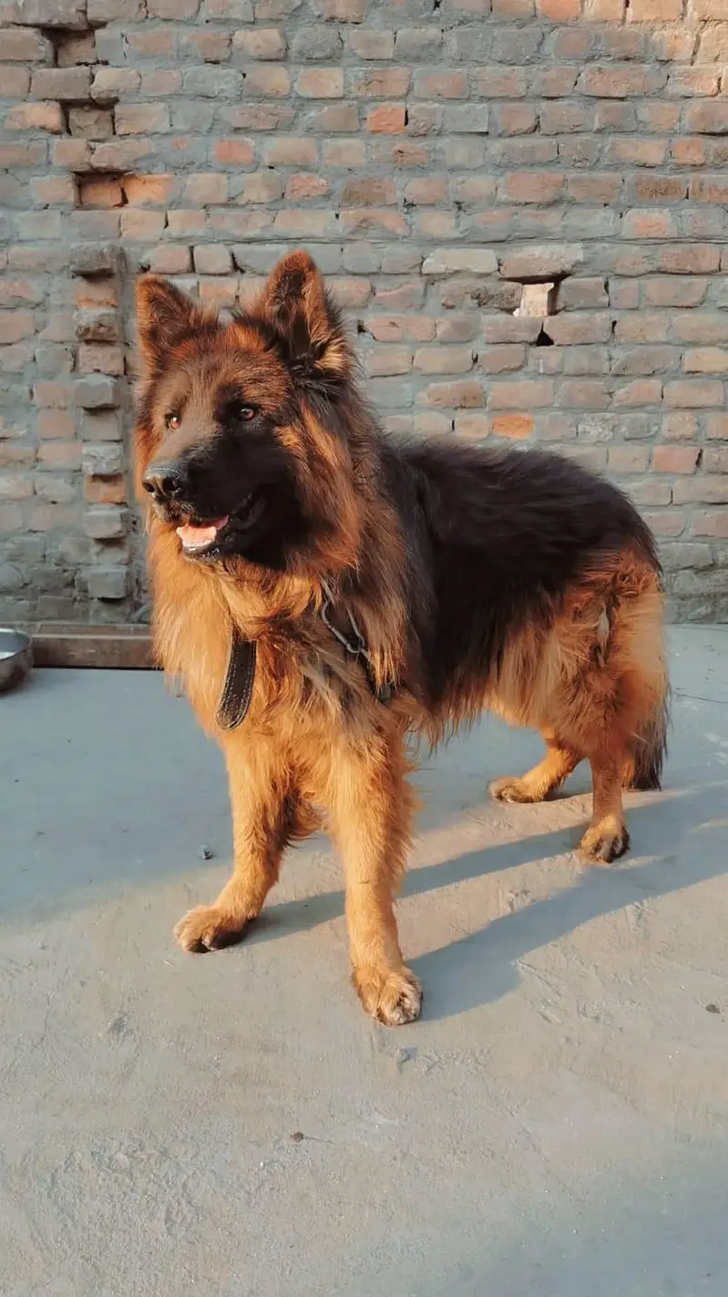 German shepherd vaccinated male — photo 2