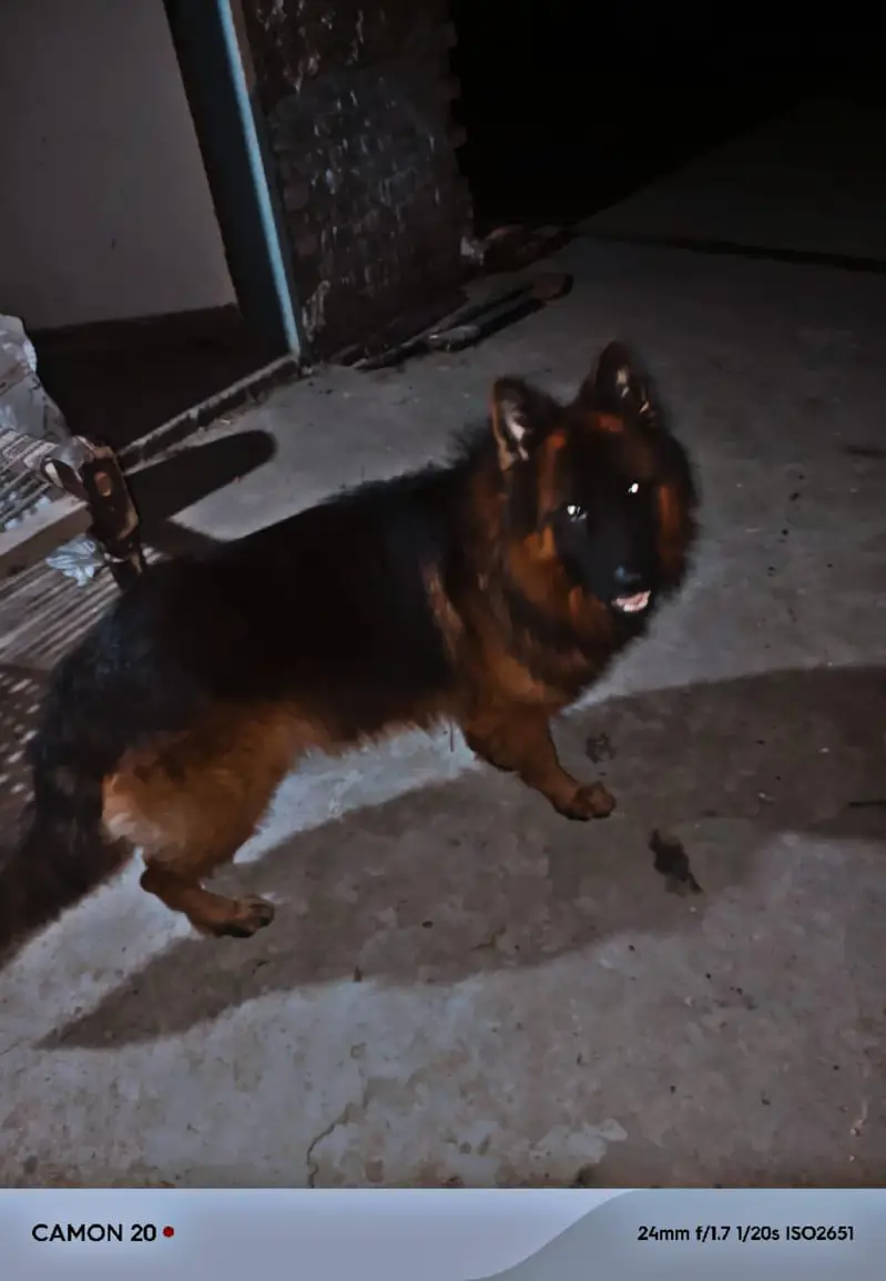 German shepherd vaccinated male — photo 3