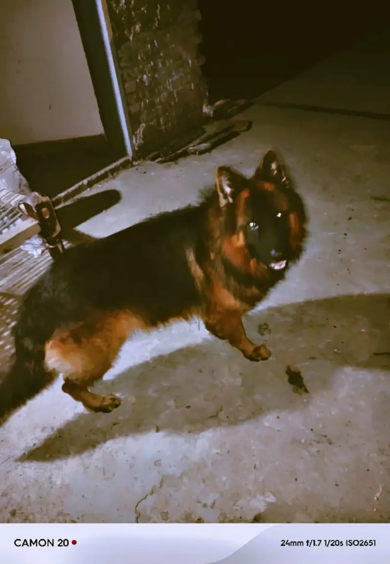 German shepherd vaccinated male — photo 4