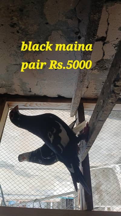 multani maina pairs and single females