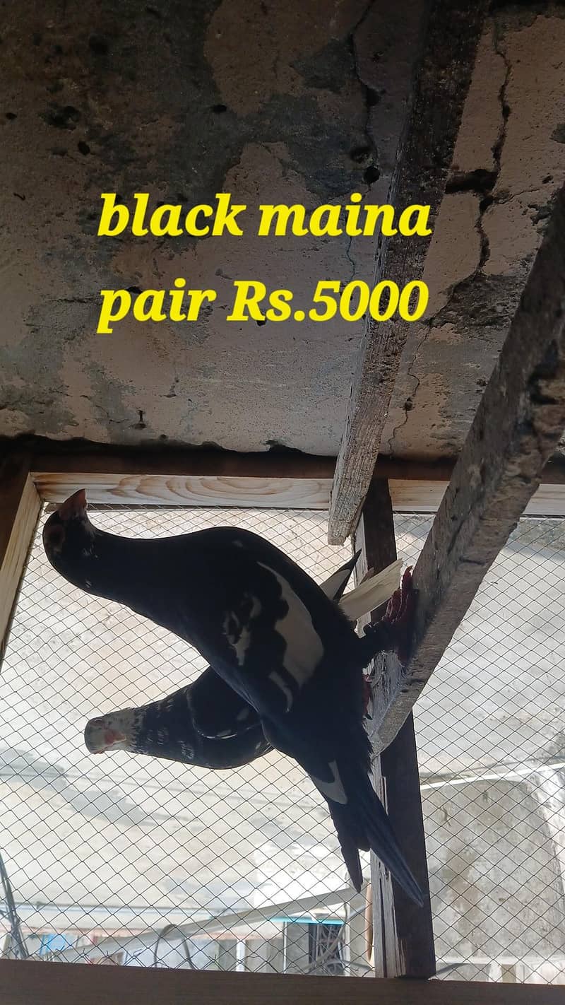 Black maina pair 0