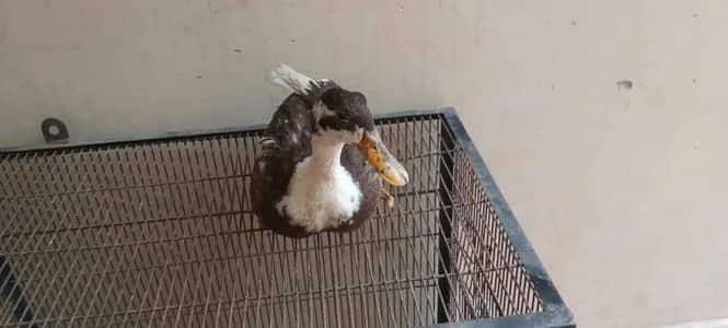 2 female duck and 1 male and 1 bateer free