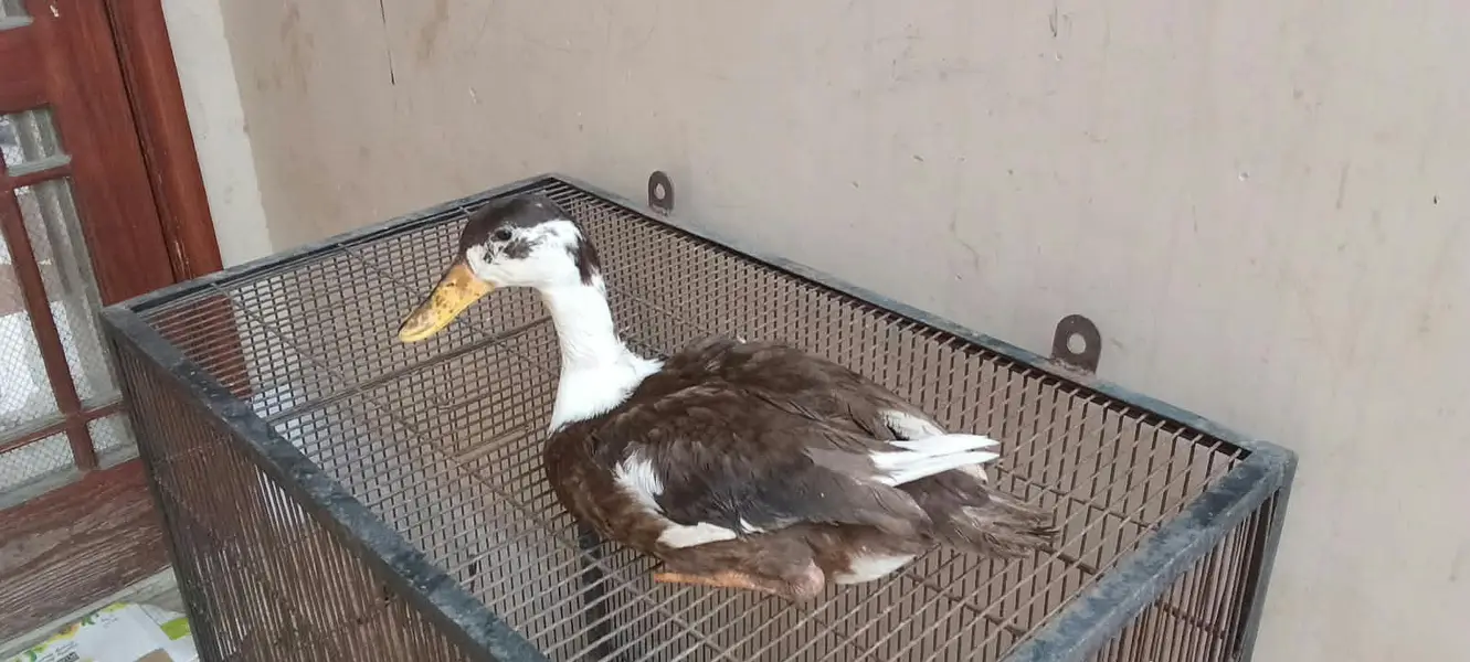 2 male duck and 1 female and 1 bateer free — photo 5