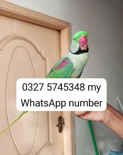 kashmiri raw parrot 12 month age available