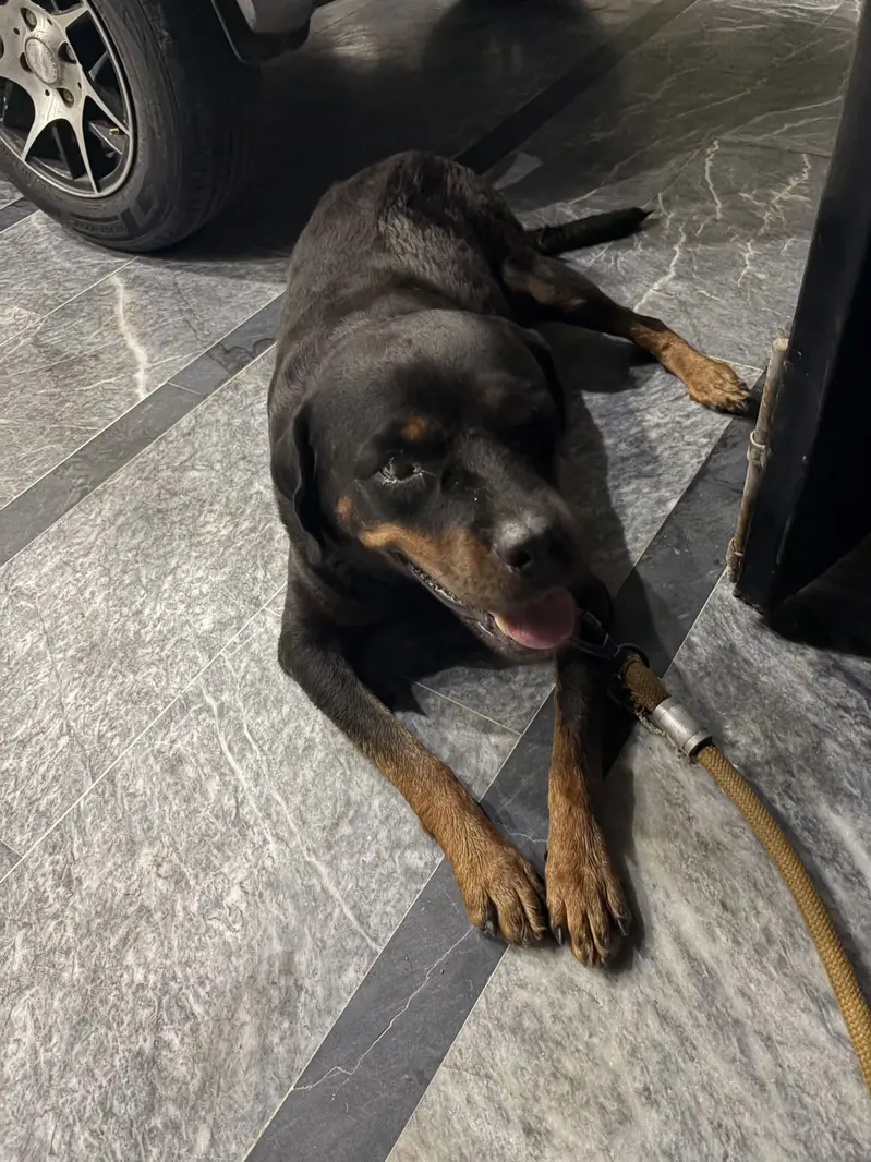 Rottweiler available for Adopt — photo 2
