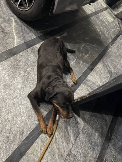 Rottweiler available for Adopt