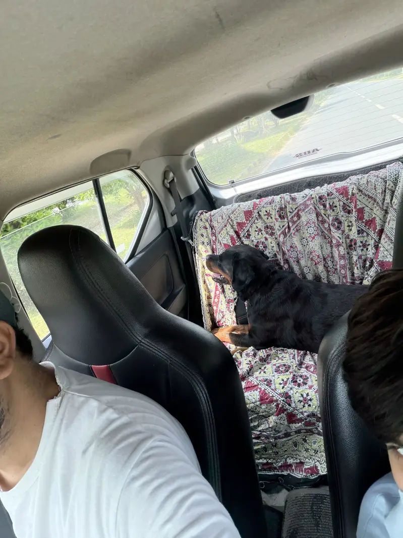 Rottweiler available for Adopt — photo 3
