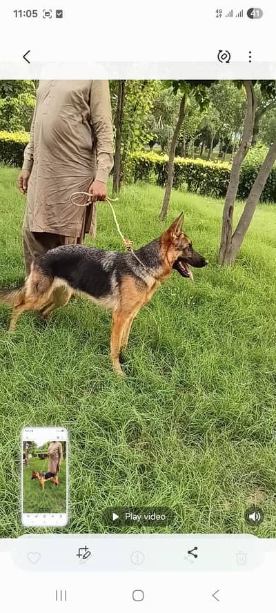 German Shepherd female for sale