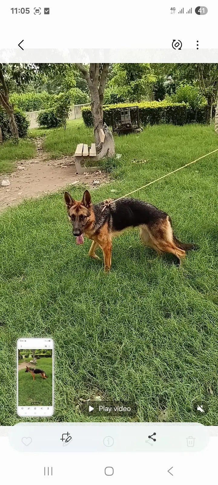 German Shepherd female for sale — photo 2